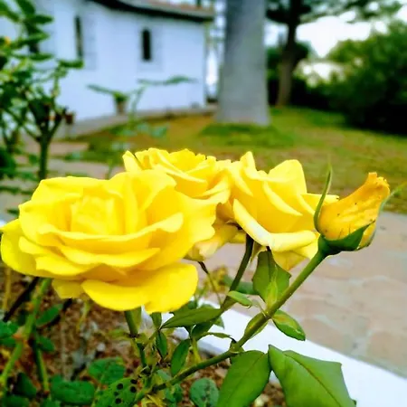 בית נופש House With 4 Bedrooms In La Matanza De Acentejo, With Wonderful Mountain View, Private Pool, Enclosed Garden - 500 M From The Beach *
